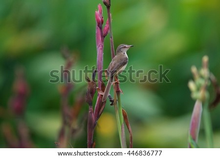 Brown Prinia; subtropical or tropical dry forests