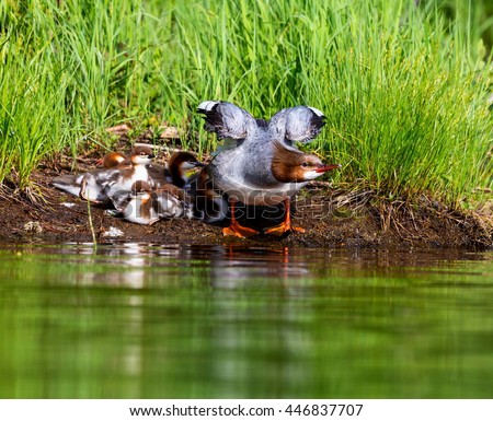 The elegant gray-bodied female Common Merganser have rich, cinnamon heads with a short crest. This one is seen while resting with her chicks on a Lac Creux in northern Quebec Canada.