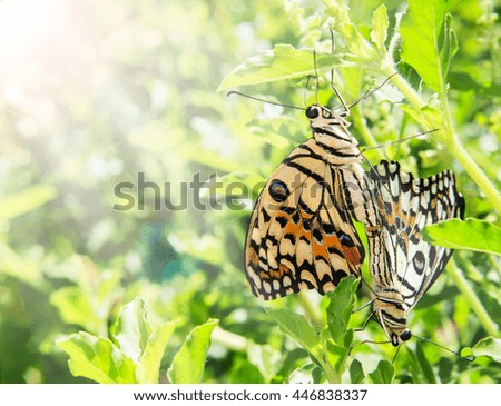 breeding of butterfly