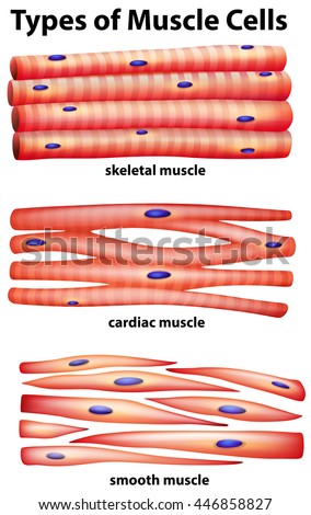 Diagram showing types of muscle cells illustration
