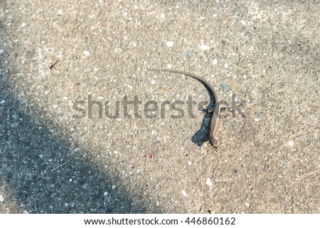 Grey lizard on the pavement
