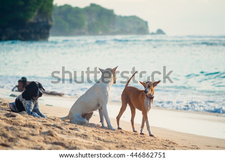 Picture of dogs talking to each other at the ocean sandy beach with tropical outdoors background in Bali. Nature of Bali sea beach with three homeless dogs sunbathing outdoors. Dogs of Bali, Indonesia