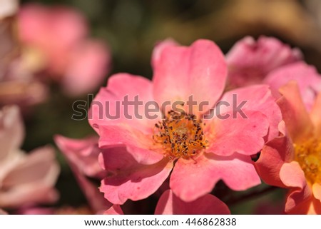 Happy Chappy pink apricot rose, rosa, flower blooms as ground cover in a botanical garden in summer Royalty-Free Stock Photo #446862838