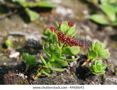 Red flowers in mountain
