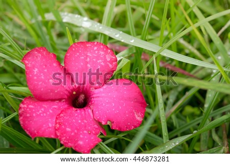Chinese rose or hibiscus in the rainy day