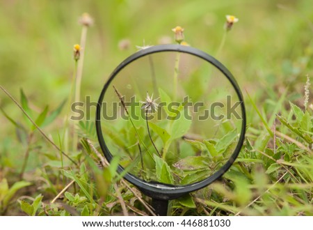 Photograph flowers, grass through a magnifying glass.
