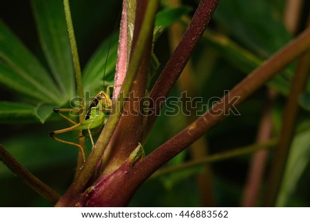 colorful grasshopper macro photography