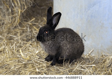 cute black european rabbit.