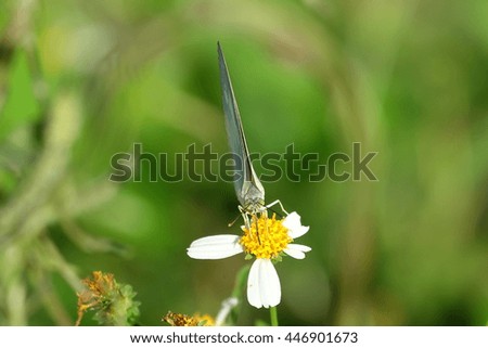 beautiful Butterfly on flower