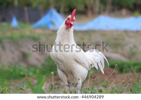 Thai chicken in the field in Thailand