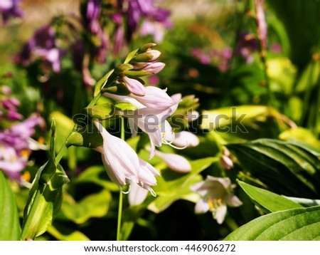 Pastel flowers - Hosta