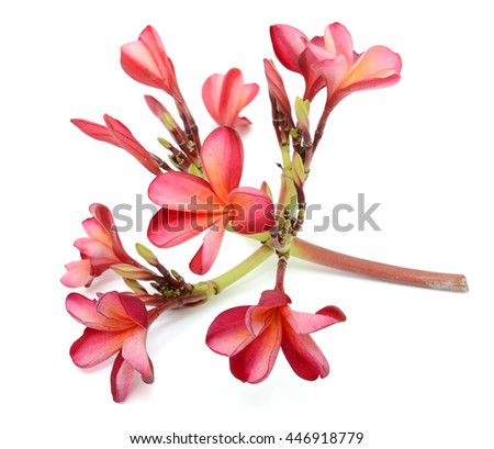 beautiful red plumeria rubra flowers isolated on White background