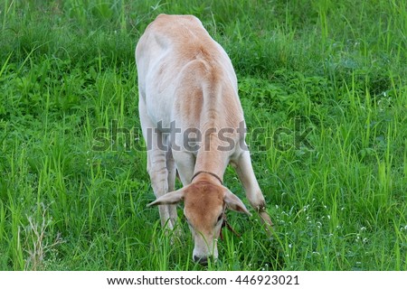 Thai cow in rice field in Thailand