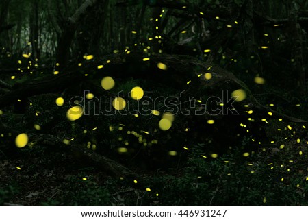 Fireflies in the summer at forest near Burgas city, Bulgaria