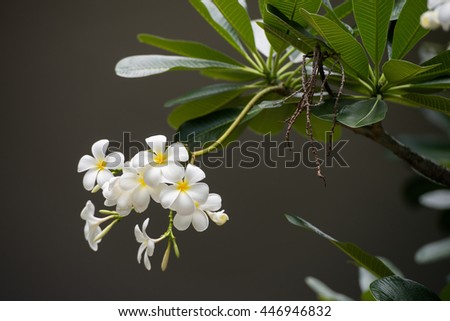 Frangipani flowers on bright sunlight