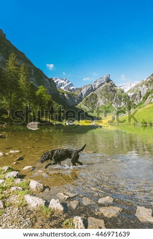 Black dog playing in the green lake,vintage photo