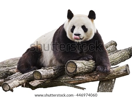 Giant panda with tongue out and lying on wood flooring isolated on white background.