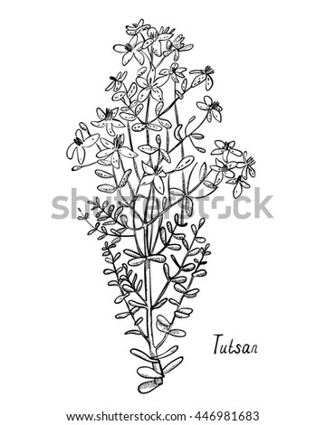 The plant tutsan, monochrome Royalty-Free Stock Photo #446981683