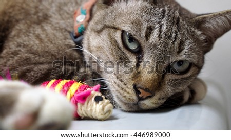 Rat Rope and Tabby Cat