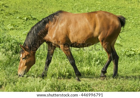 red horse with a black mane and tail running in a field on the green grass