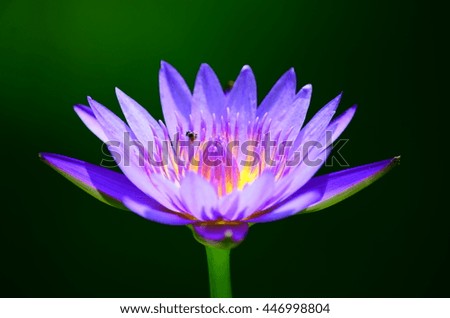 the blooming lotus flowers in close up