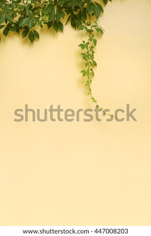 Green ivy vine leaves on the yellow wall of building