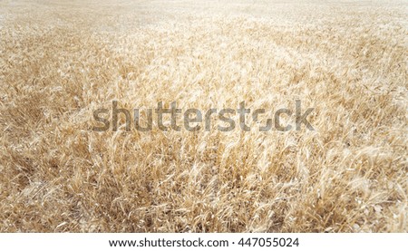 Golden wheat field. Meadow wheat field close up. Rich harvest Concept. Rye wallpaper