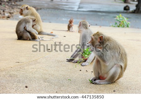  long-tail mountain monkey sitting on gravel floor and chewing branches and leaves while other monkeys do their activities. Selective focus to front female monkey.