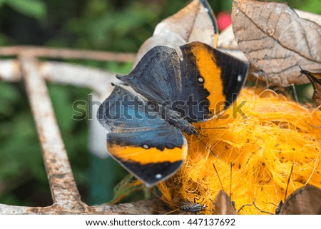 Butterfly eating