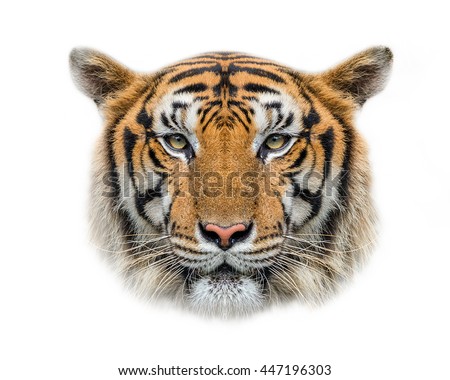 Tiger face isolated on white background.
