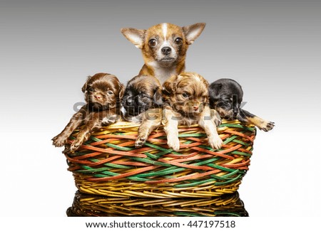 Chihuahua dog cute puppy in the basket.