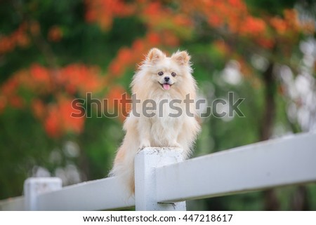 Pomeranian dog in nature