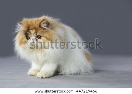 Calico persian cat standing on grey background