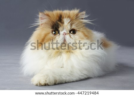 Calico persian cat laying on grey background