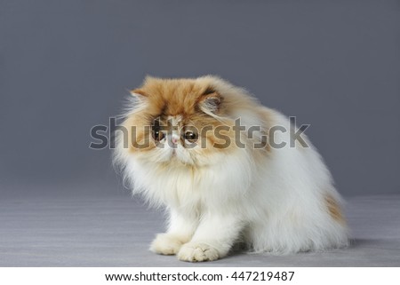 Calico persian cat standing on grey background