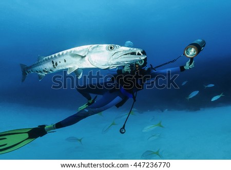 Caribbean Sea, Cuba, U.W. photo, diver taking pictures of a great Barracuda (Sphyraena barracuda) - FILM SCAN