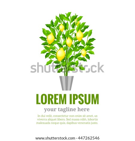 Lemon tree. Citrus tree. Garden fruit. Flat cartoon style. Home plant logo. Home garden fruit tree logo.