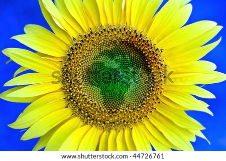 Sunflower flower, symbolic of African continent.