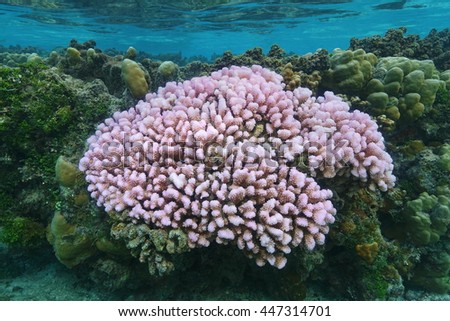 Pink cauliflower coral Pocillopora in shallow water, Pacific ocean, French Polynesia