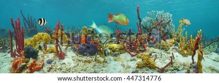 Underwater panorama, seabed with colorful marine life composed by sea sponges, corals and tropical fish, Caribbean sea Royalty-Free Stock Photo #447314776