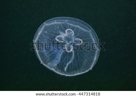 A moon jellyfish, Aurelia aurita, transparent animal underwater in the Caribbean sea