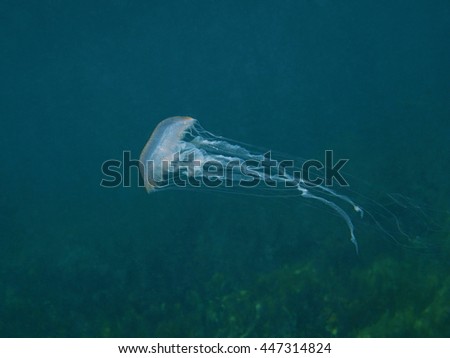 A jellyfish Pelagia noctiluca underwater in the Caribbean sea