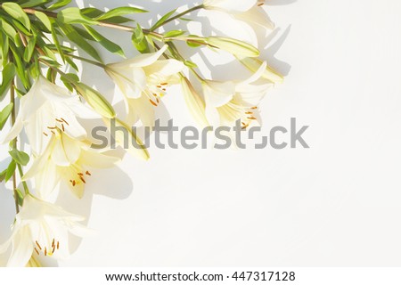 Lily on a white background