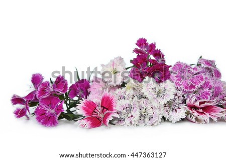 Chinese carnation flowers (Dianthus chinensis) isolated on white