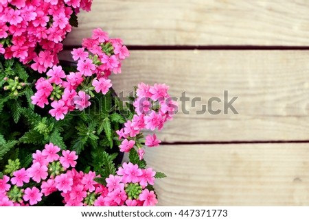 Nice pink flowers on a wood background