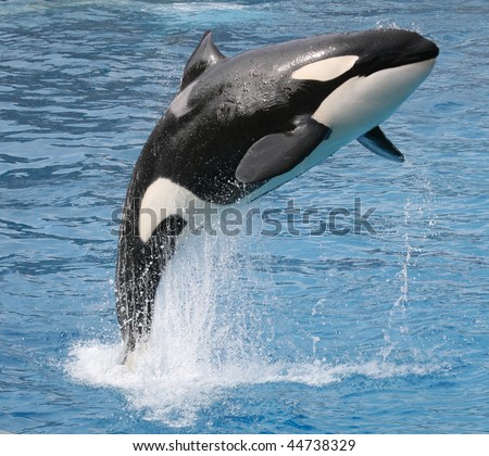killer whale jumping out of the water Royalty-Free Stock Photo #44738329