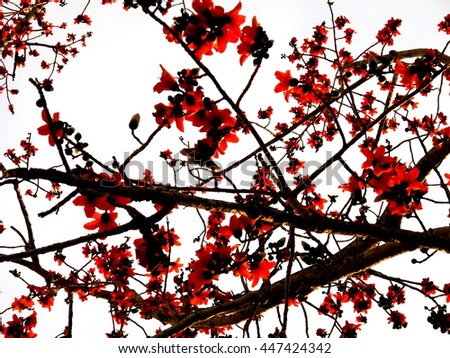picture of red flower called " Bombax ceiba" use Filter oil painting 