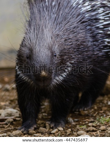Crested porcupine (Hystrix cristata) or African porcupine