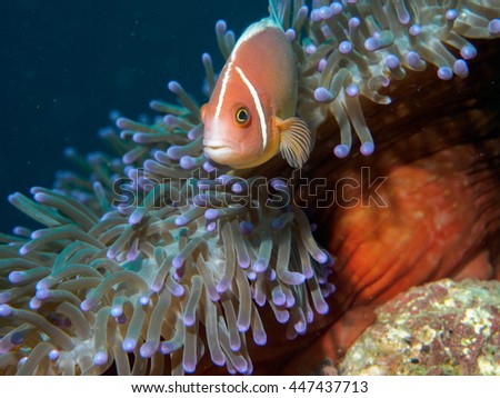 anemone fish at underwater