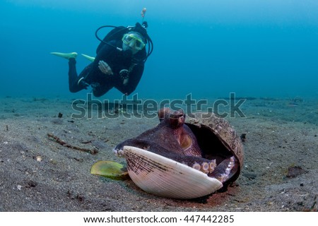 Coconut octopus (Amphioctopus marginatus) with diver in background Royalty-Free Stock Photo #447442285
